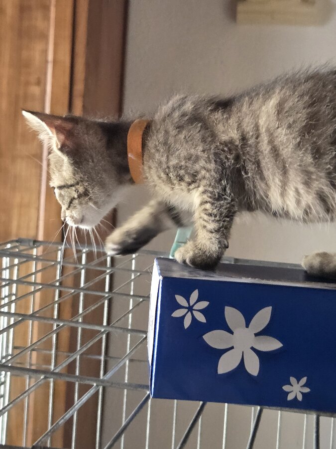 chat