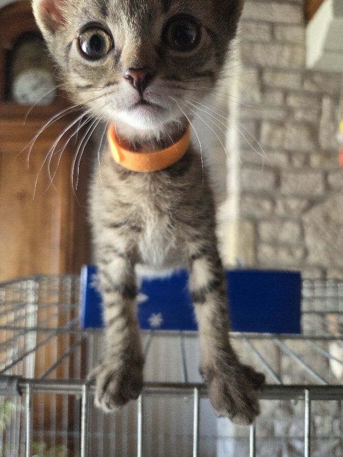 chat