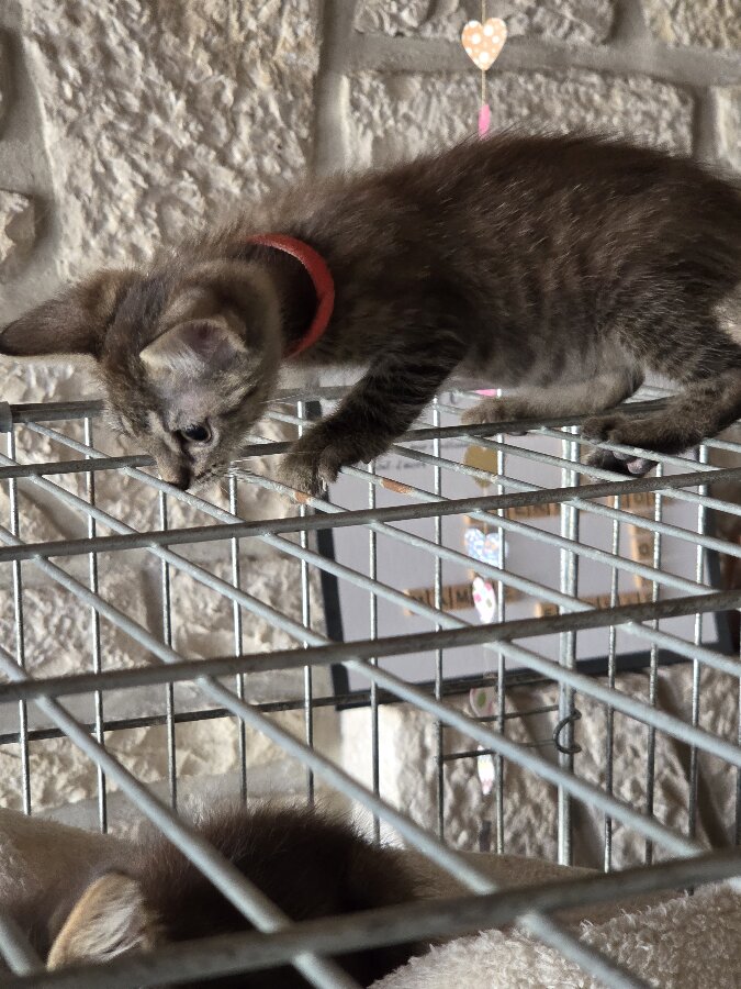 chat