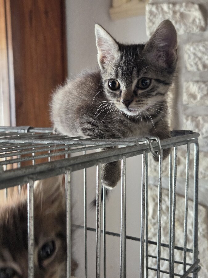 chat