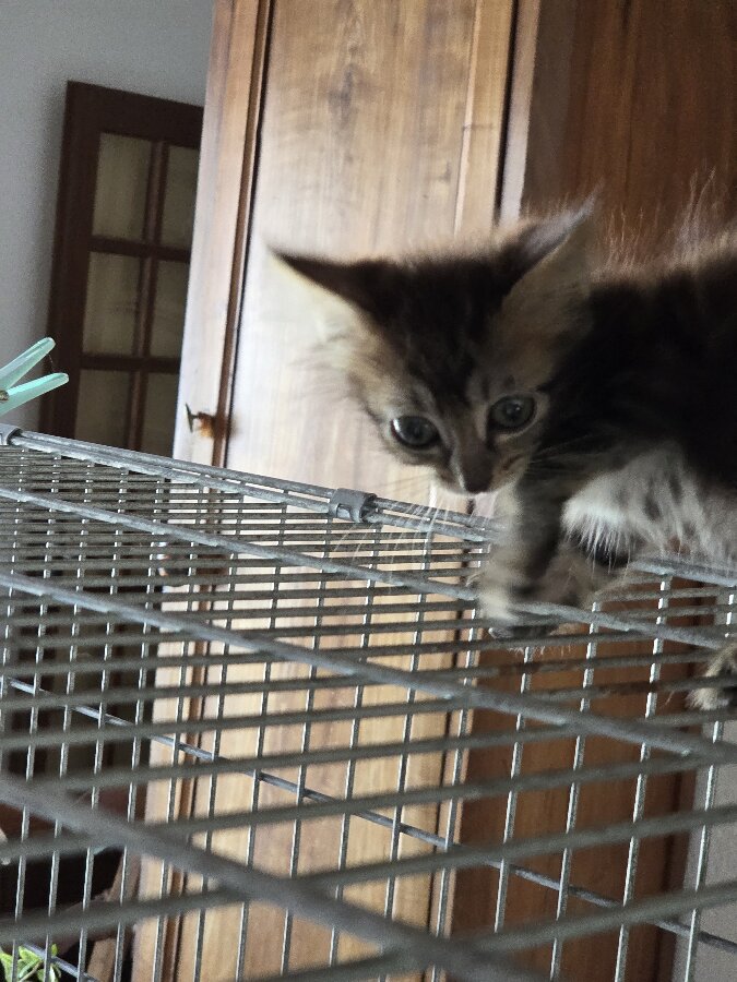 chat