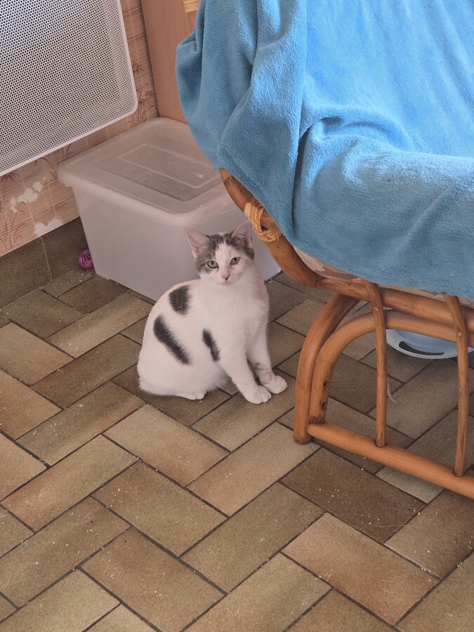 chat