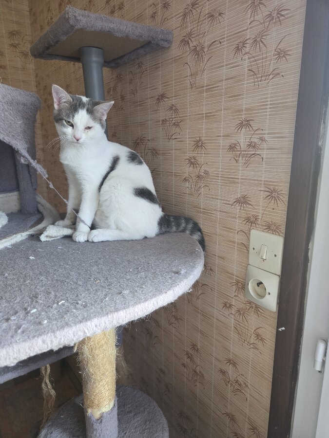 chat