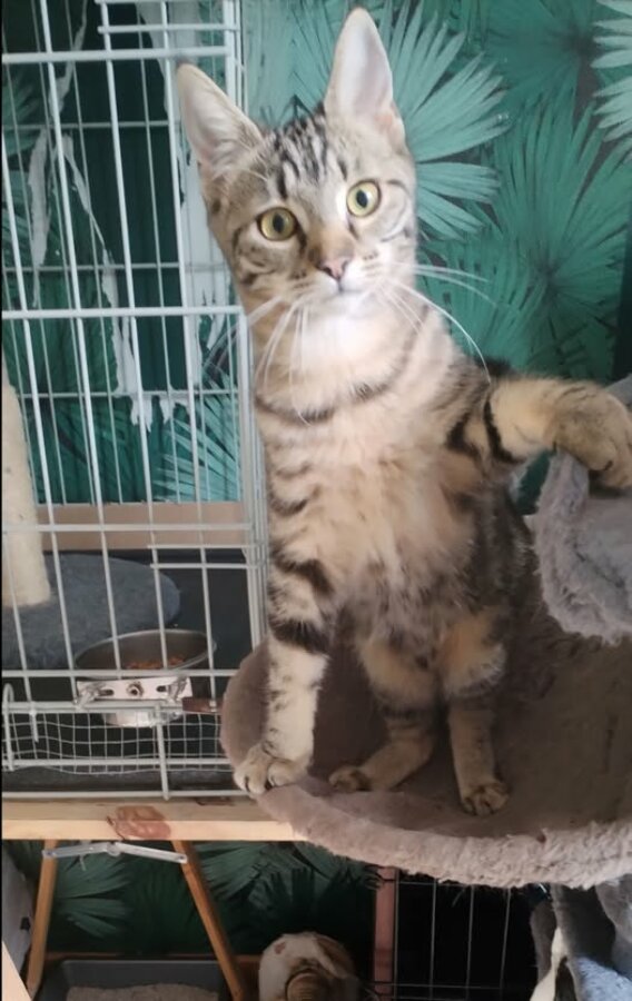 chat