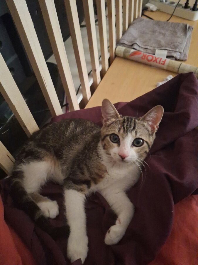 chat