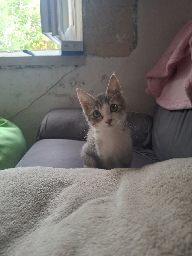 chat