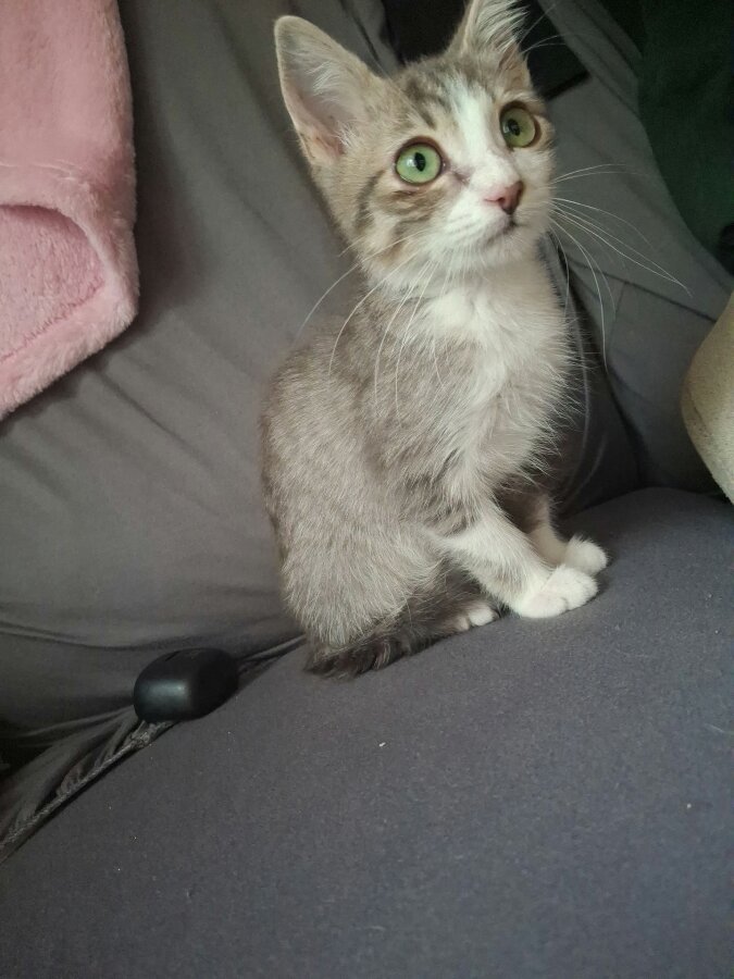chat