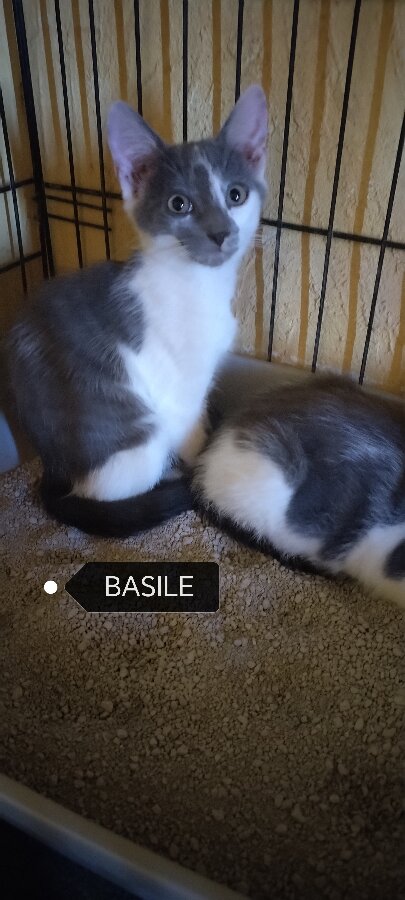 chat