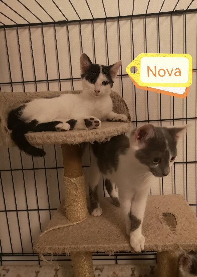 chat
