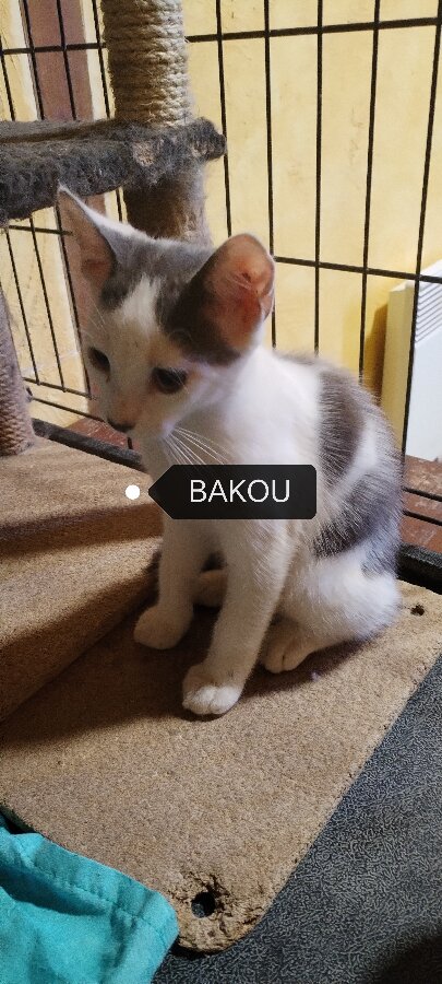 chat