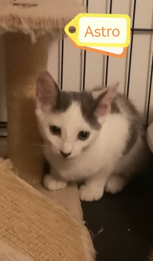 chat