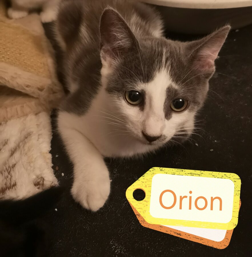 chat