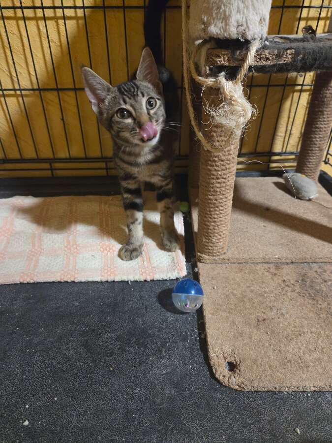 chat