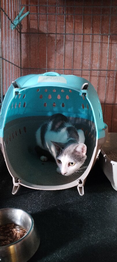 chat