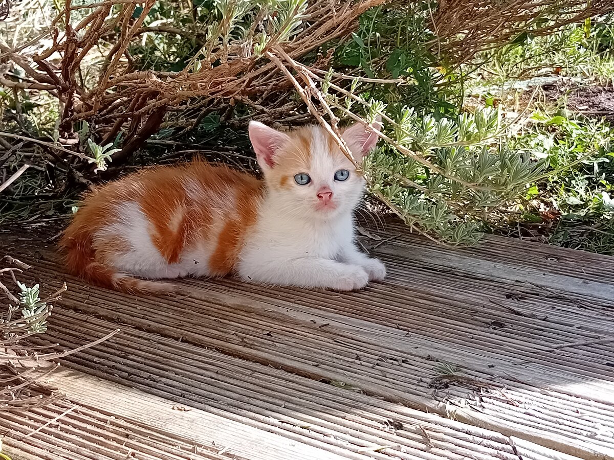 chat