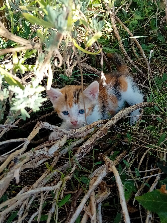 chat