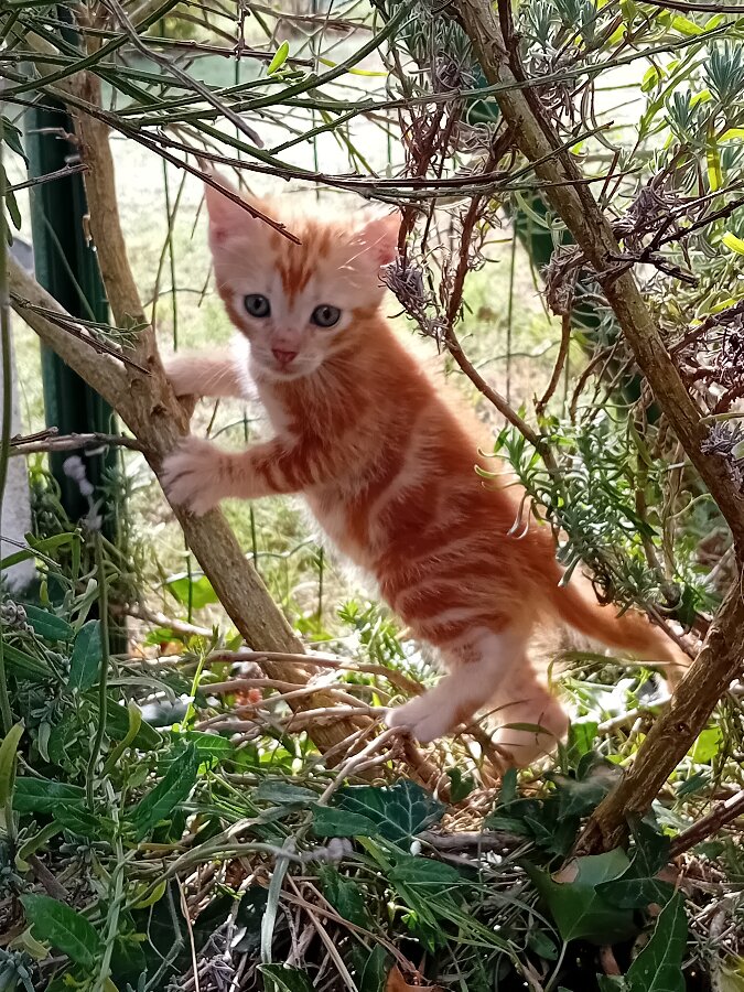 chat