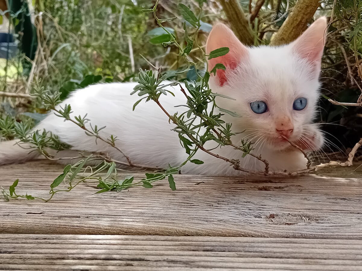 chat