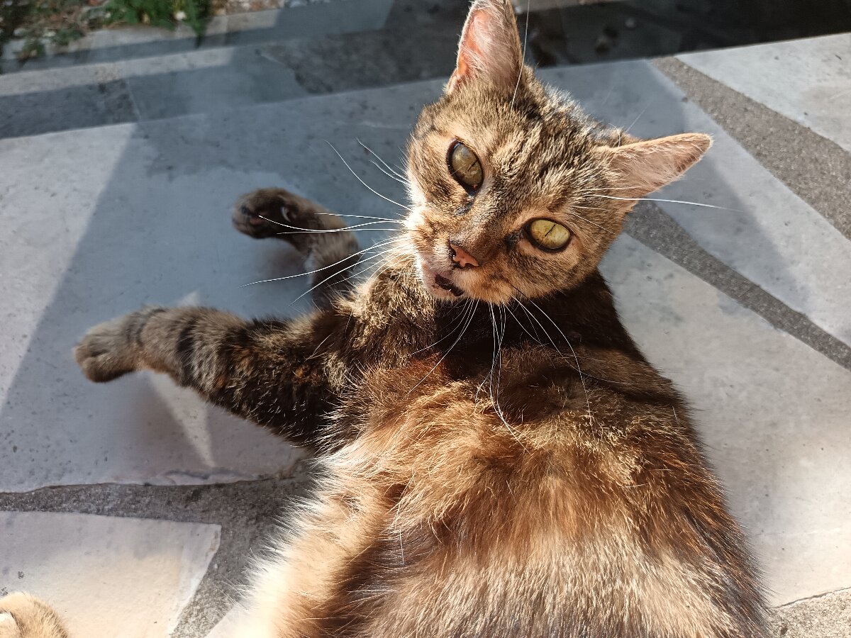chat