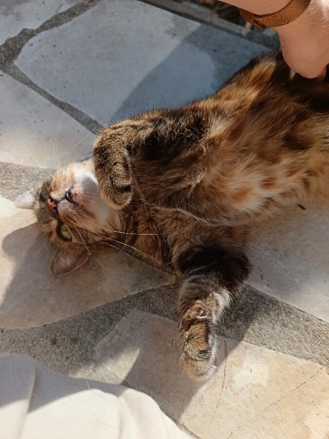 chat
