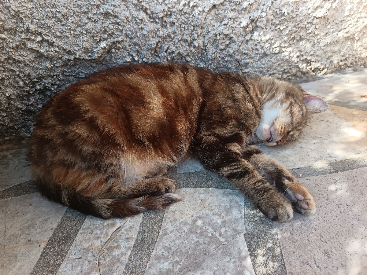 chat
