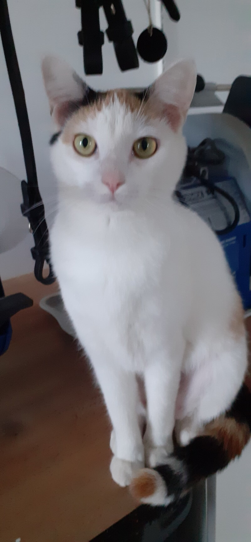 chat