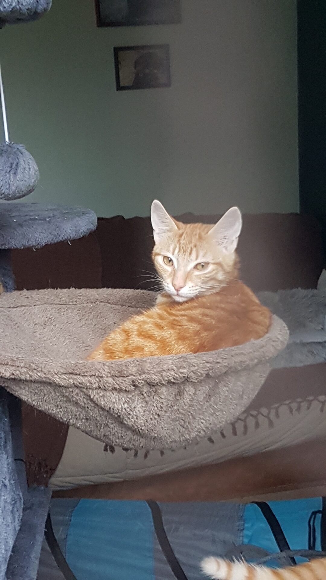 chat