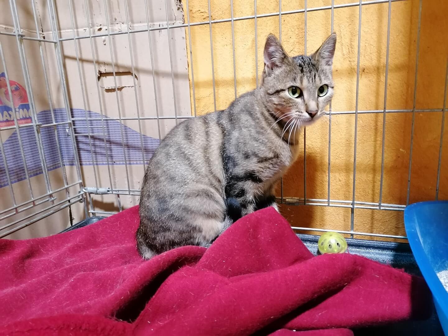 chat